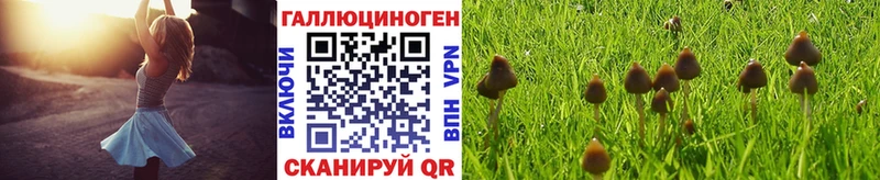 наркошоп  Кирсанов  Псилоцибиновые грибы Magic Shrooms 